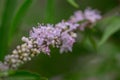 Monks pepper Vitex agnus-castus Pink Pinnacle with pinkish flowers